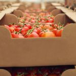 Beyond Crisis Management: Building Resilient Food Systems in an Era of Global Disruption”